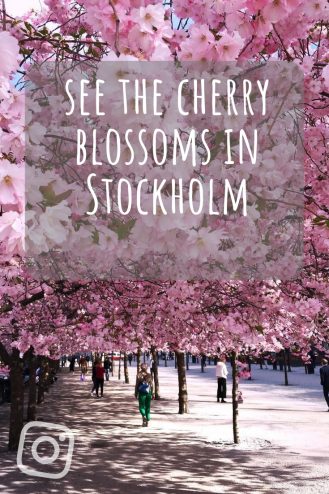 See the cherry blossoms in Stockholm