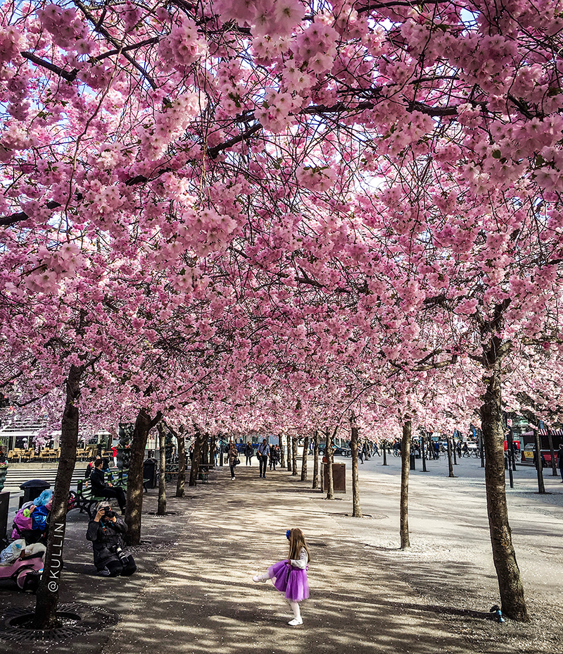 Cherry blossom trees in Kungsträdgården, Stockholm