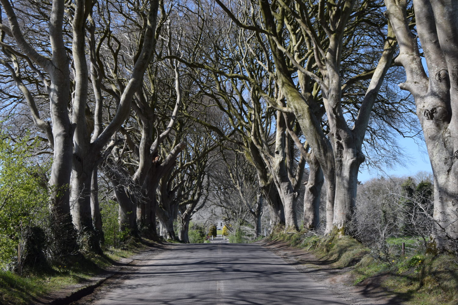 Game of Thrones - The Dark Hedges