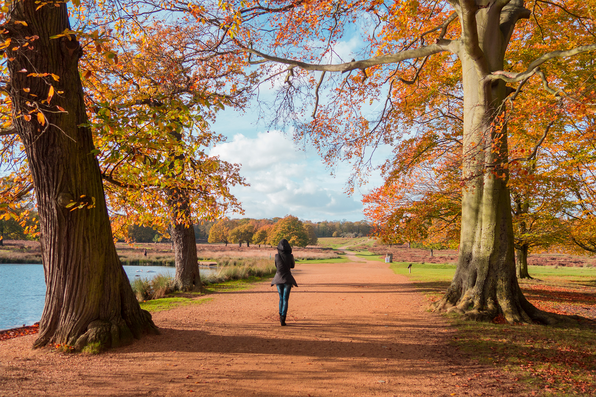 richmond park london fall se