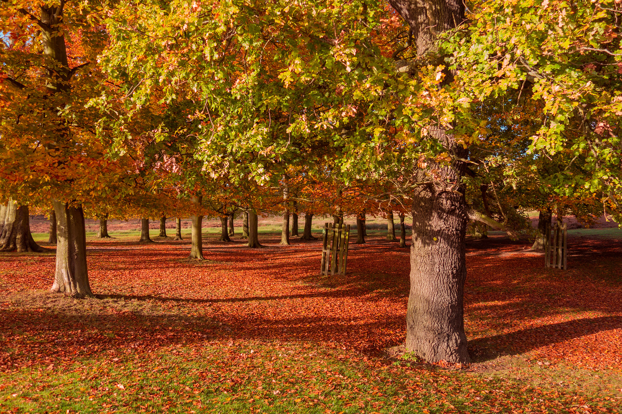 Fall in Love with Richmond Park in London | The World Is Kullin